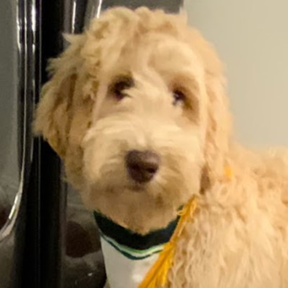 Meet your Posher, Lily